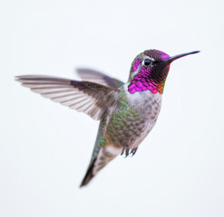 Hummingbird flies midair during daytime in natural habitat