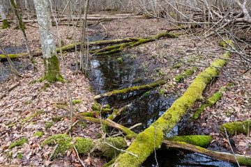 Fallen trees in the Bialowieza Forest.
