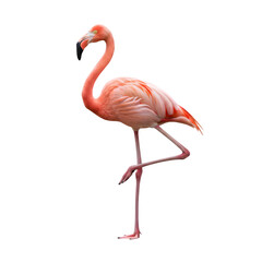 Fototapeta premium Flamingo Standing on One Leg with Pink Plumage and Black Beak Isolated on Black Background