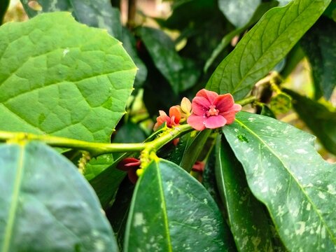 Sauropus androgynus leaves (Sauropus androgynus). This plant is widely known in Southeast Asia and is often used as a vegetable and traditional medicinal plant.
