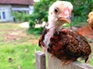 very cute teenage chicks