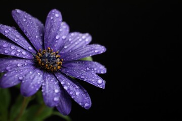 Purple African Daisy Close Up with Water Droplets on Black Background Studio Shot Macro Photography