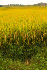 Golden Rice Fields Ready for Harvest in Beautiful Autumn Countryside Landscape