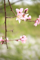 Pink Peach Blossoms Blooming on Tree Branches in Spring Garden with Soft Green Background
