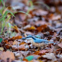 Nuthatch (Sitta europaea) in autumn.