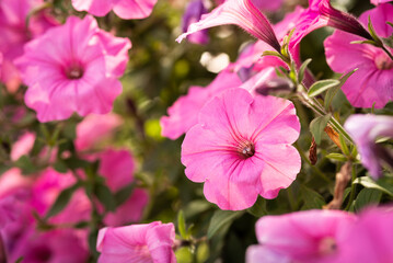 Różowe kwiaty © Marcin