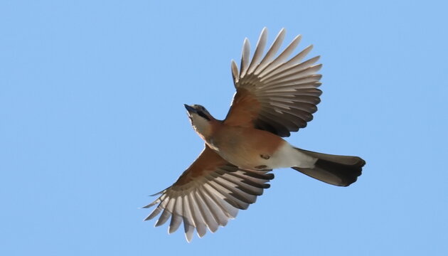 Eurasian Jay flying, Garulus glandarius, birds of Montenegro	