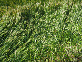 Golden Harvest Season Rice Fields - Beautiful Green Grain Crops During Harvest Time