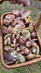 Une belle cueillette de bolets bai à l'automne (forêt de Rambouillet, France)