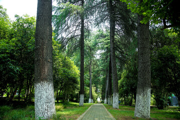 Tree-lined boulevard walkway with mature trees and paved path in green urban park during summer