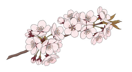 A delicate branch adorned with soft pink cherry blossoms on a white background.