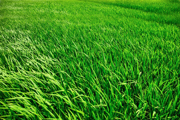 Vibrant Green Grass Field with Bright Sky - Natural Lawn Texture Background