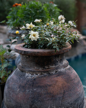 Drift roses in rustic terracotta urn by backyard pool, shallow focus