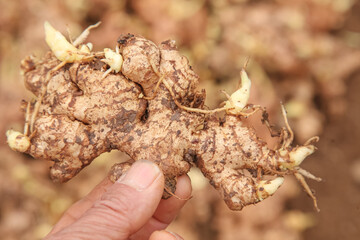 Fresh Ginger Root with Small Yellow Buds from Shandong Province - Organic Sprouting Seeds for Cooking and Planting