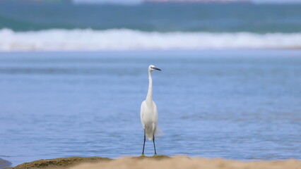Little egret, Ardea alba, single bird in water, South Africa