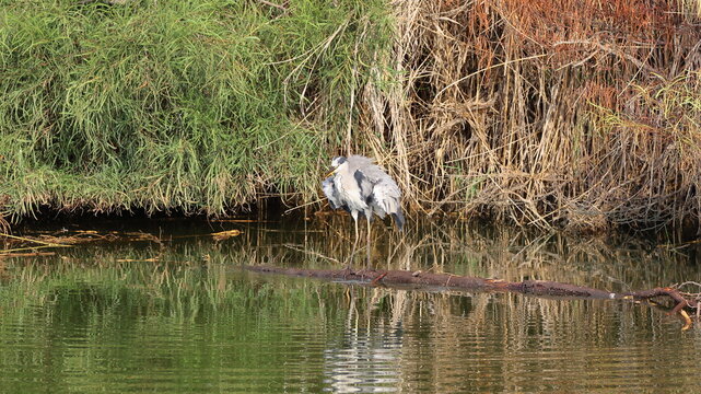 Grey heron (Ardea cinerea) in a pond