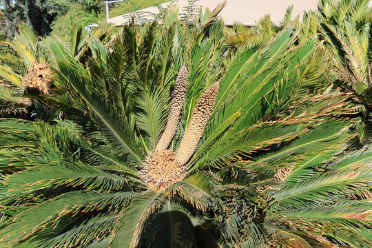 Cycas revoluta is a species of flowering plant in the Cycas family.