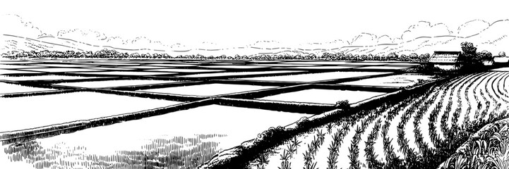 Fototapeta premium Black and white illustration of rice paddies, cultivated fields, and a distant house set against hills and a dense tree line.