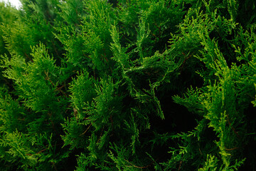 Fresh Green Cedar Foliage Close-Up Natural Evergreen Texture Background