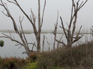 A dreary morning at the marsh
