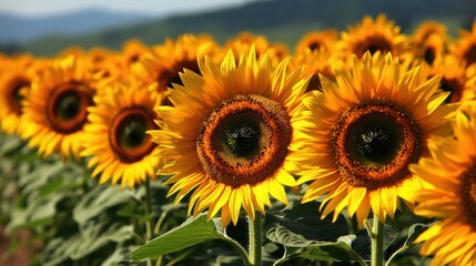 Fototapeta premium Close view of vibrant sunflowers in field with bright sun