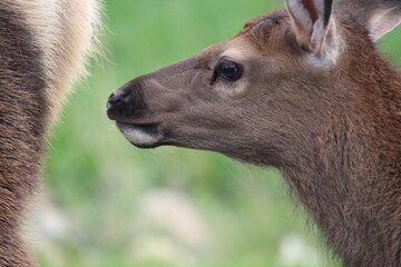 elk calf