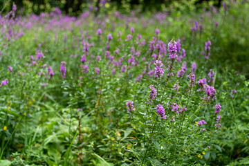 Flower Bud Lythrum salicaria plant green leaves lythraceae