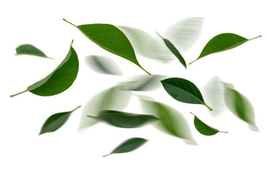 Fresh green leaves floating, some sharp, some blurred, natural design element. isolated on transparent background