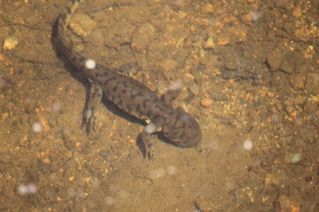 Fototapeta premium salamander in the rockies