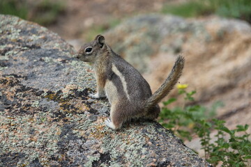 squirrel in the rockies