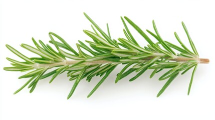 Fototapeta premium Fresh rosemary sprig on a white background