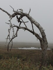 A dead tree and a dreary misty day at the wetlands