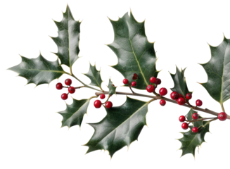 Bright red berries cluster among glossy green leaves on a detailed branch, showcasing a natural decorative element ideal for festive occasions or design projects