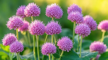 Purple Allium Flowers Blooming Beautifully in a Garden