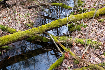 Fallen trees in the Bialowieza Forest.