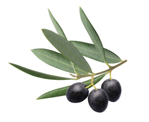 Fresh black olive branch with fruits and leaves isolated on white background. Nutritious ingredient for mediterranean diet, healthy food and delicious oil. Natural beauty product and organic cosmetics