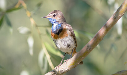 robin on a branch