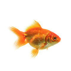 Fototapeta premium Orange goldfish swims gracefully against a stark black background highlighting its scales and fins