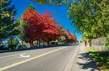Naklejka premium Burien Street Autumn Hues 6