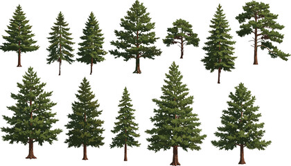 Realistic pine tree illustrations, diverse conifer shapes, botanical forest elements, evergreen foliage, nature design assets, landscape reference, vector tree collection