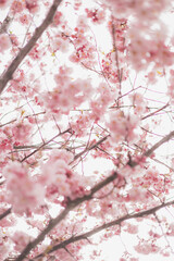 Springtime in Kristiansand, Norway. Cherry blossoms in full bloom line the marina promenade, creating a peaceful pastel tunnel filled with light and color