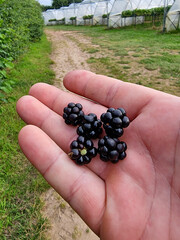 Hand holding ripe blackberries on farm path with polytunnels