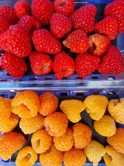 Top down view of red and golden raspberries in plastic clamshells
