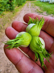 Close up of unripe hazelnuts in hand on farm path in summer