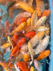 Vibrant Koi Fish Swimming in Icy Water, A Symbol of Prosperity and Good Fortune, A close-up vertical shot of a large group of colorful Koi fish (Cyprinus rubrofuscus) clustered together in a tank, par