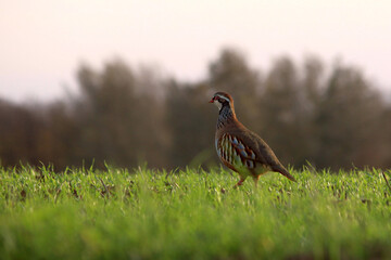La Perdrix Rouge