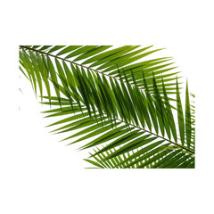 Fototapeta premium A vibrant green palm leaf against a clean transparent background, , showcasing tropical foliage and natural beauty