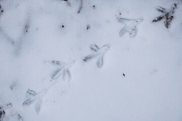 Bird tracks in snow in winter. Natural background and texture.
