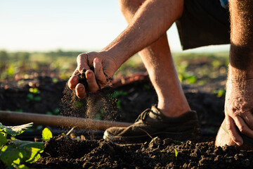 Farmer's hand feeling rich soil, cultivating earth, planning spring planting in an agricultural field at sunset