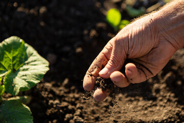 Farmer's hand sifting rich dark soil, caring for new plant growth in garden for sustainable agriculture